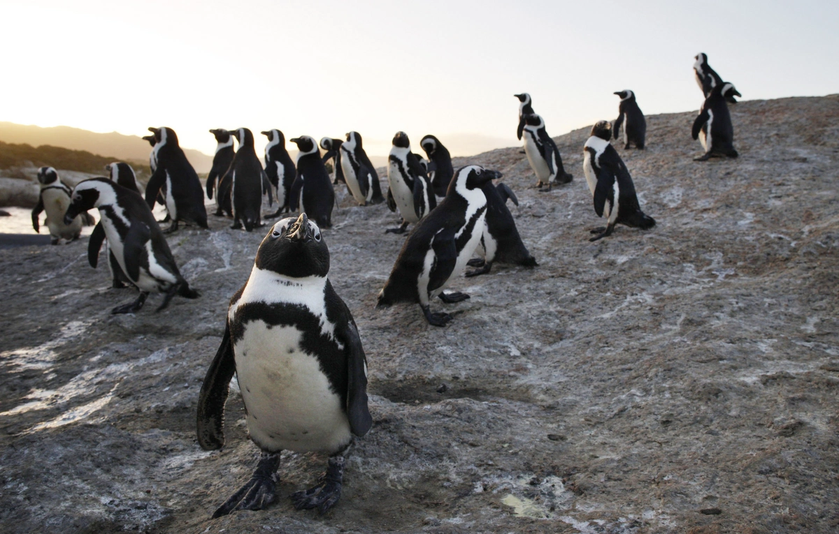 Африканские пингвины находятся на грани полного исчезновения