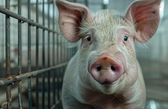 Azərbaycanda ən çox donuz bu rayonlarda saxlanılır