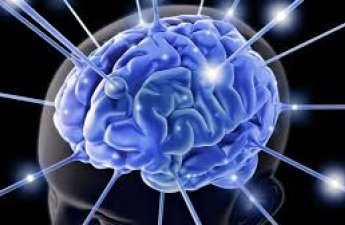 Ученые доказали, что мозг напарников может синхронизироваться