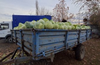 Kələm bol, alıcı isə yox - Fermerlər çarəsizdir