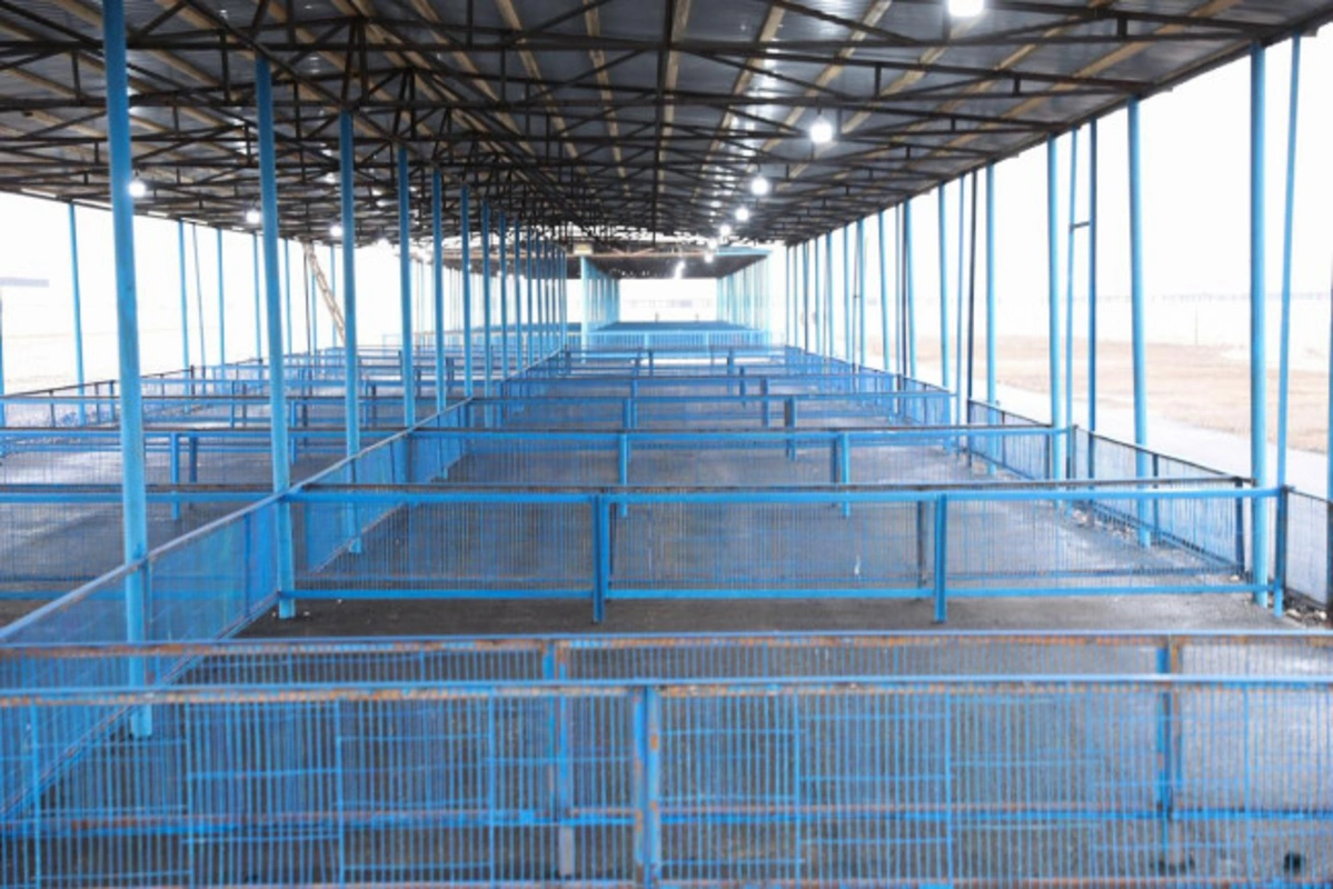 Bərdə heyvan bazarı yaxın günlərdə fəaliyyətə başlayacaq - VİDEO