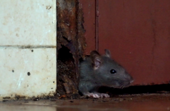 Bakıda siçovullar yasayış binasına girir, maşınlara zərər vurur - VİDEO