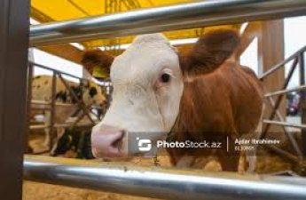 В Азербайджане могут отменить НДС на импорт животных для откорма