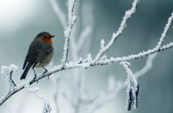 Sabah 13 dərəcə şaxta olacaq - PROQNOZ