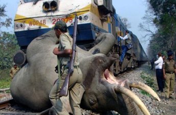 В Индии при столкновении с поездом погибли восемь слонов