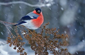 Böyük Çillə gecəsi niyə müqəddəs sayılır? Unudulan inanclar
