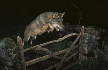 Şəkidə canavar kəndə hücum edib 5 nəfəri yaraladı