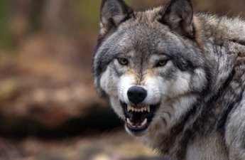 В Шеки волк напал на село и ранил пять человек