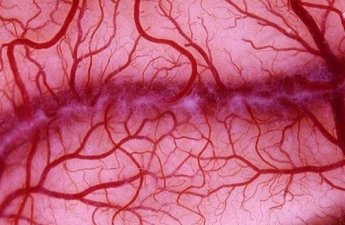 Koronavirusla əlaqəli zülalın damarları qoruduğu məlum olub