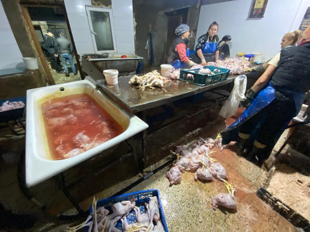 Xırdalanda toyuqları rəngləyib 