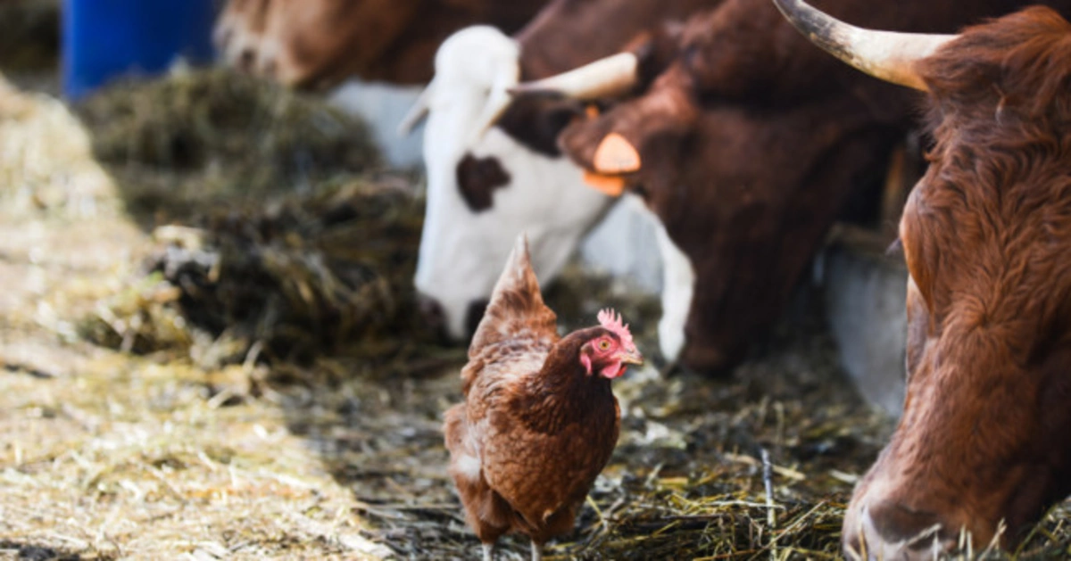 Bir sıra ölkələrdən Azərbaycana ət idxalına məhdudiyyət qoyulub