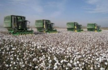 В Азербайджане в этом году собрано более 360 тыс. тонн хлопка