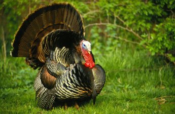 Bazarlarda “hinduşka”nın qiyməti neçəyədir?