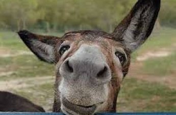 Ukrayna müharibəsində iştirak edən eşşək “tərxis olundu”: Görün indi harada istirahət edir - VİDEO