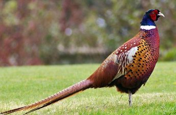 Qırqovula görə 1000 manat cərimələndi