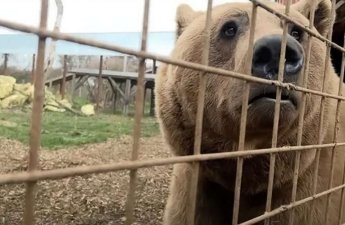 Azərbaycandan Britaniyaya aparılan ayılardan xəbər var