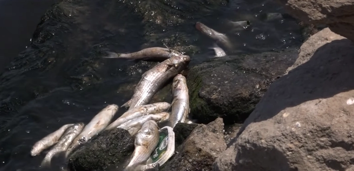 Xəzərdəki canlılar niyə məhv olurlar? - Mütəxəssisdən AÇIQLAMA
