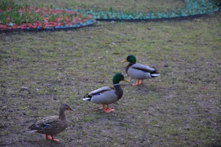 Ən qəribə şəkildə yatan heyvanlar: onlardan biri bunu yalnız beyninin yarısı ilə edir