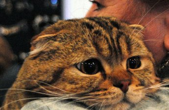 Bütün sahibləri ölüb, o yaşayır - Dünyanın ən yaşlı pişiyi