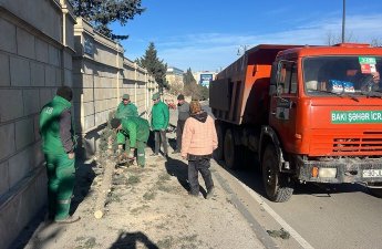 Bakıda güclü külək nəticəsində 8 ağac sındı