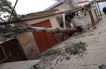 Сильный ветер в Баку повалил деревья