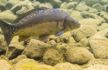 Çinlilər balığın genini dəyişdirib sümüksüz etdilər