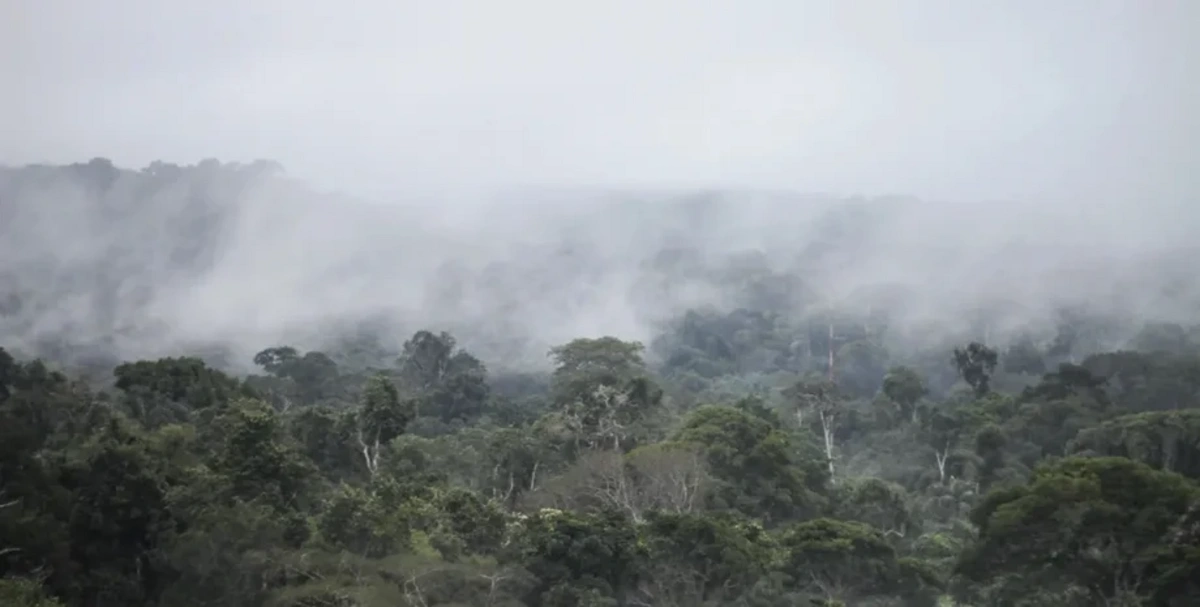Amazon meşələrində onmilyonlarla ildir görülməyən proses baş verir