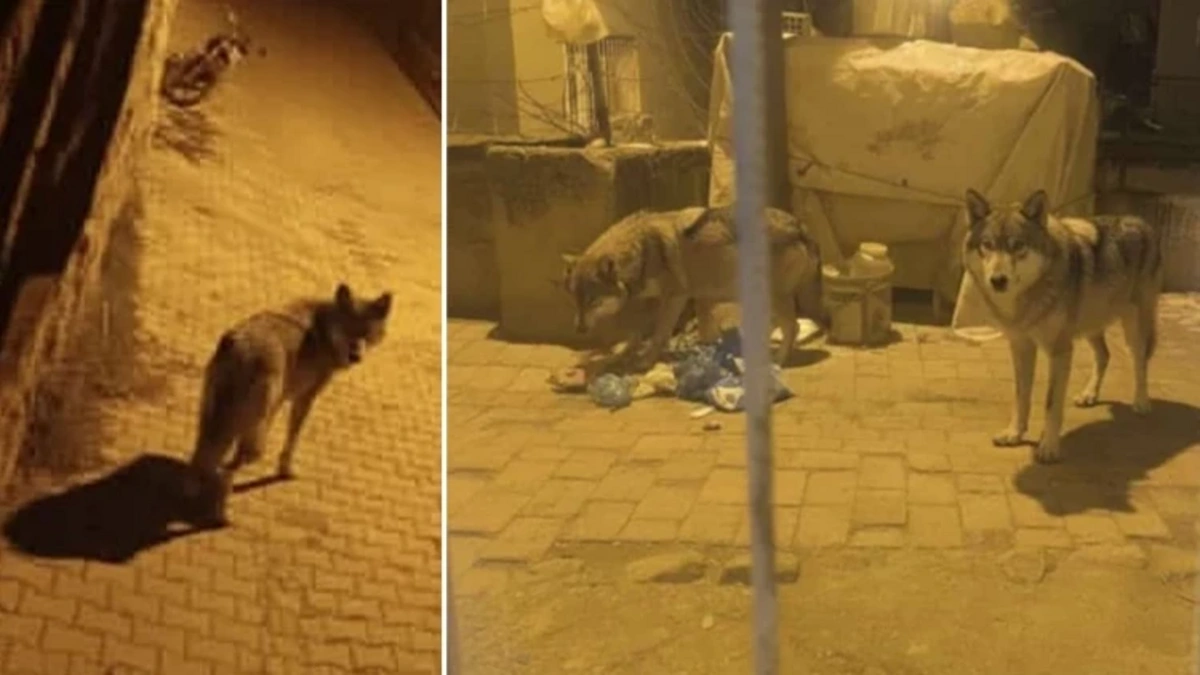 Ankarada yemək tapa bilməyən canavarlar insanların yaşadıqları ərazilərə gəldilər