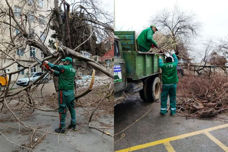 Güclü külək Bakıda 10-a yaxın ağacı qırdı - FOTO