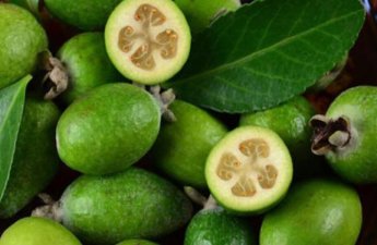 Yodla zəngin feyxoa möcüzəsi - Zobun, prostatın dərmandır