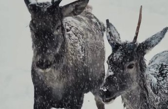 Maral sürüsünün qarlı havada maraqlı görüntüləri - VİDEO