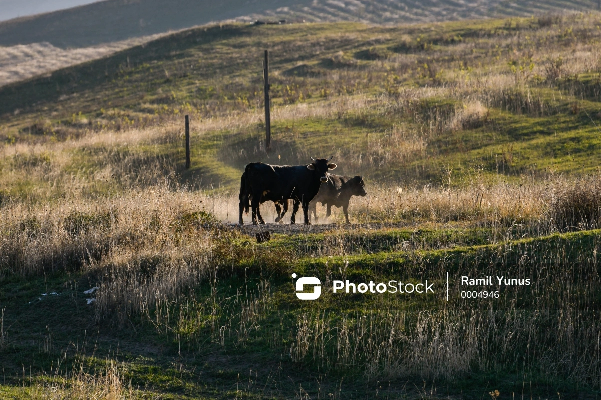 Кровожадные коровы: серия нападений на побережье Корнуолла