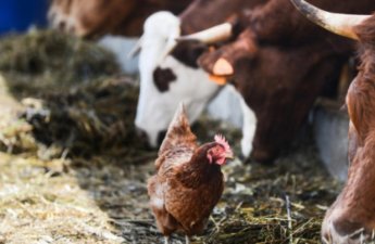 İki ölkədən Azərbaycana bəzi heyvan mənşəli məhsulların idxalına məhdudiyyət qoyulub