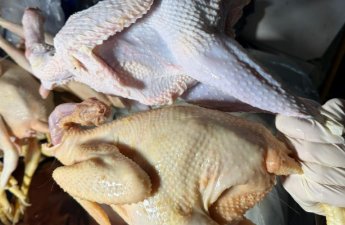 Sarı rəngə boyayıb kənd toyuğu adı ilə satırmışlar - FOTO