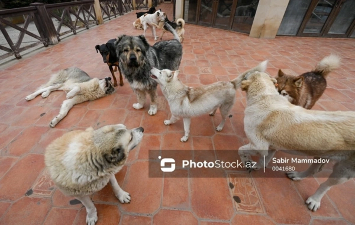 Bakıda sahibsiz itlər kabusu: Təkcə bir qəsəbədə 65 adamı dişləyiblər