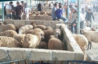 В Шамахы и Гёйчае открылись рынки продажи животных