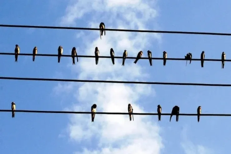 Naqillər üzərinə qonan quşları niyə 