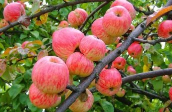 Экспорт яблок из Узбекистана превысил 25 тыс. тонн