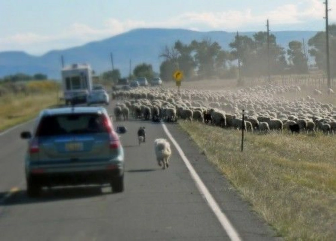 В Гёранбое автомобиль въехал в стадо