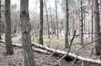 Biləcəridə meşə məhv olur, 8 aydır tədbir görən yoxdur - VİDEO