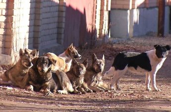 Депутат пожаловался на бездомных собак