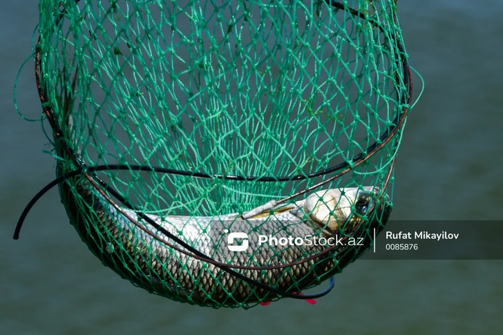 Почему исчезает рыба в азербайджанских водоемах?