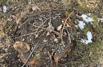 Oğuzda qanunsuz ağac kəsiminə görə cinayət işi başlanıldı