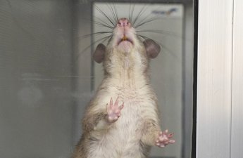 İsrailli alimlərdən gözlənilməz kəşf: siçan və siçovullar dünyanı necə 