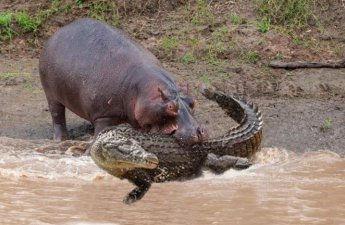 Afrikada timsahlar və begemotlar yüzdən çox insanı öldürüblər