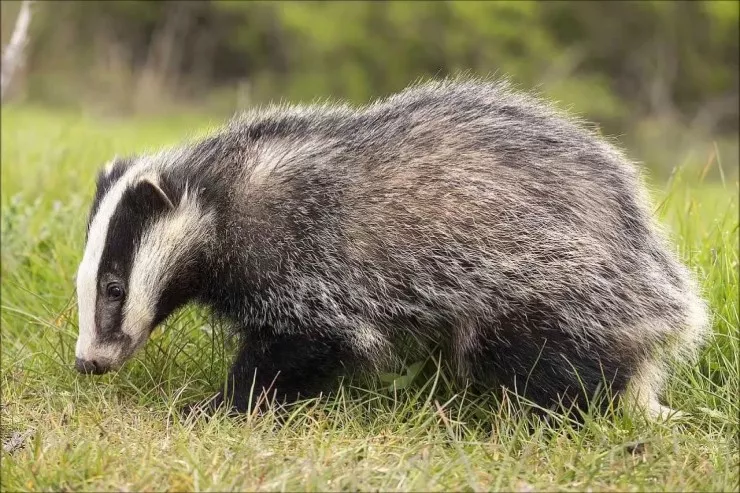 Porsuğu taxta ilə öldürüb ətini yeyən qazi CƏRİMƏLƏNDİ