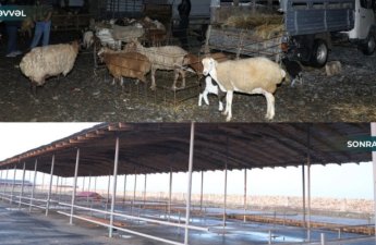 Biləsuvar heyvan bazarı yenidən fəaliyyətə başladı