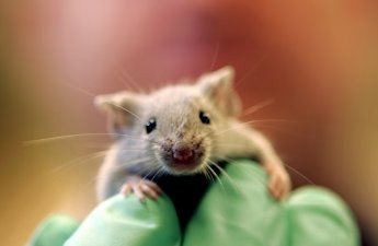 İspan alimlərindən ümidverici nailiyyət: siçanlarda mədəaltı vəzi xərçəngi tam məhv edilib - 