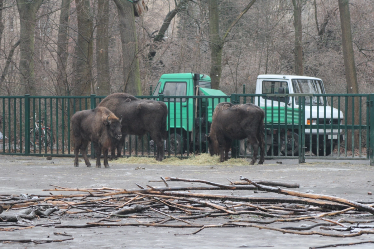 Almaniyadan Azərbaycana 18 zubr yola salınıb