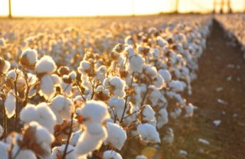 Saatlıda pambıq yığanların pulları niyə verilmir? – ŞİKAYƏT